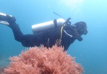 Di Bima, KLHK-Unhas Kolaborasi Inventarisasi Terumbu Karang Indonesia