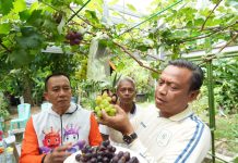 Wali Kota Jaktim Dorong Pemanfaatan Lahan Kosong Lewat Panen Anggur Warga