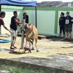Suasana khidmat, hangat, dan penuh kebersamaan menyelimuti pelaksanaan penyembelihan hewan kurban di Masjid Al Jafar, Perumahan Graha Lestari Makassar (GLM), Rabu (27/5/2026).