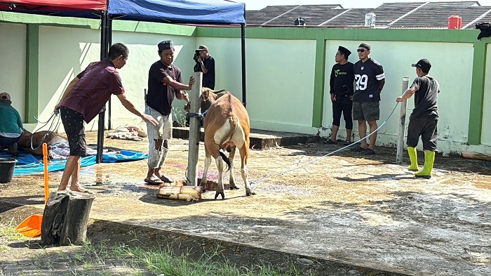 Suasana khidmat, hangat, dan penuh kebersamaan menyelimuti pelaksanaan penyembelihan hewan kurban di Masjid Al Jafar, Perumahan Graha Lestari Makassar (GLM), Rabu (27/5/2026).